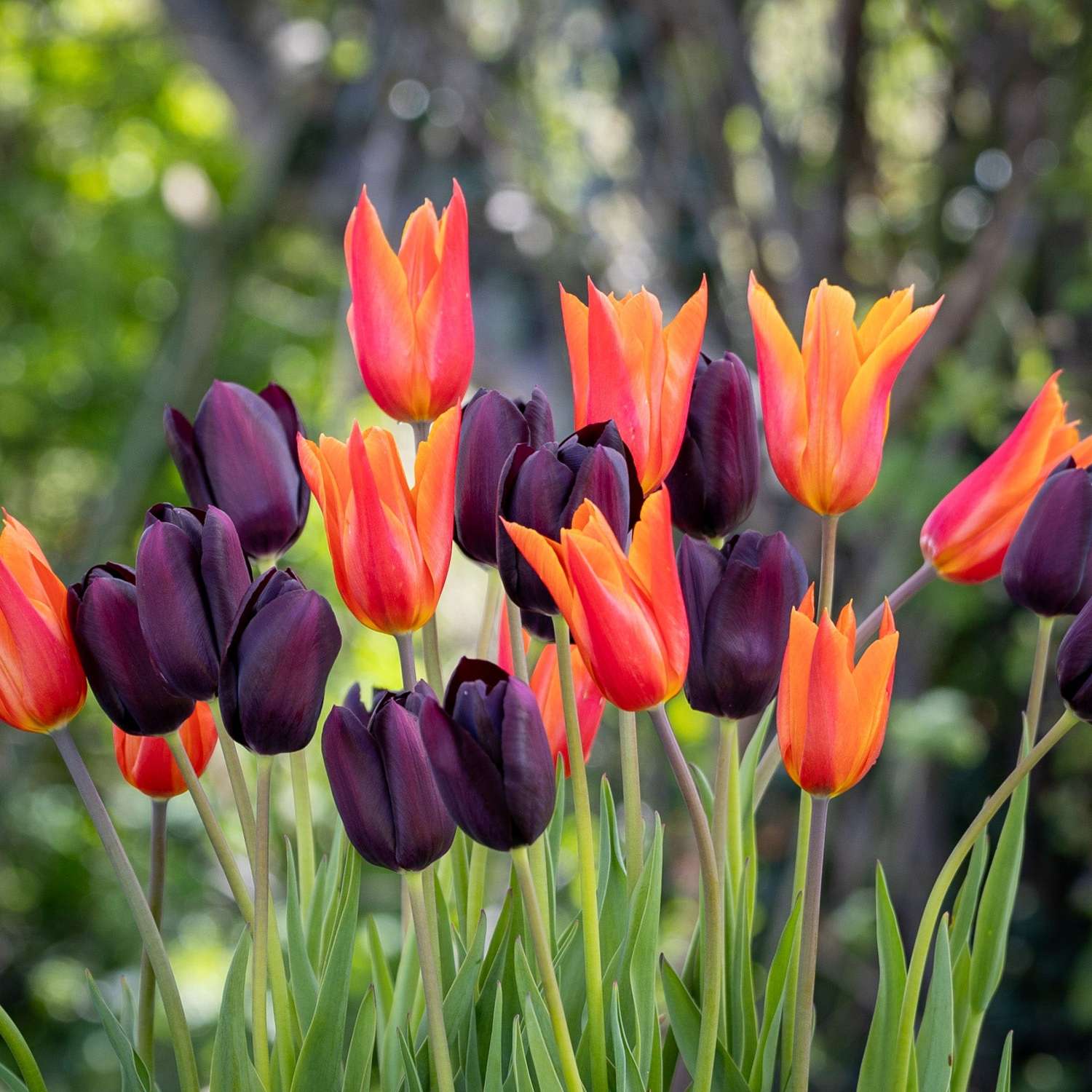 Tulipanblanding 'Drama Queen'